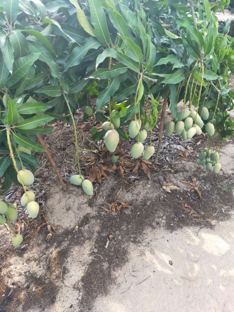 亚1州区2区3区4区产品芒果乱码现象分析-第2张图片