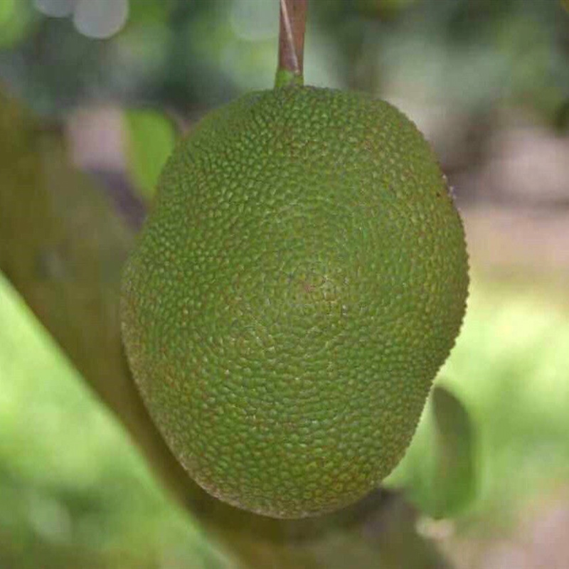 探索菠萝蜜视频APP黄页的奥秘-第1张图片