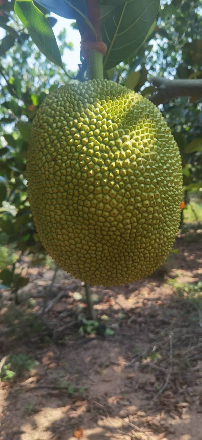 菠萝蜜国际通道与一区麻豆的深度探索-第1张图片