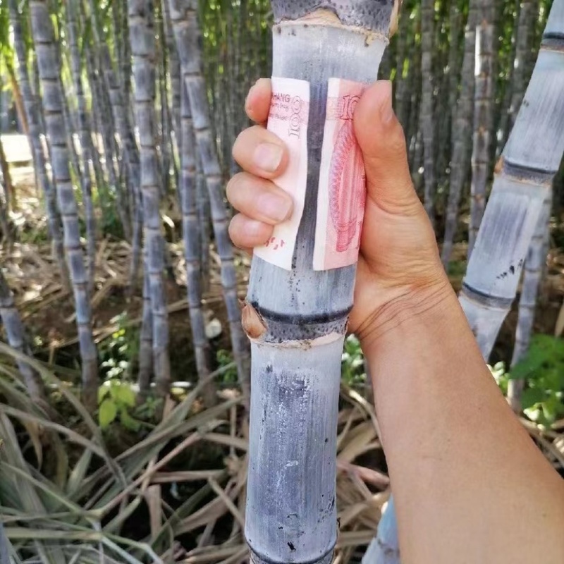 甘蔗地里的翁公故事简短翁公与甘蔗地里的故事