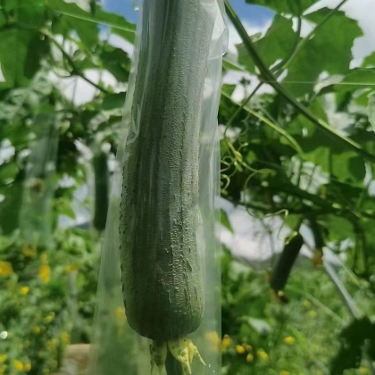 茄子 丝瓜 草莓 香草 榴莲大全茄子、丝瓜、草莓、香草与榴莲的奇妙世界大全-第3张图片