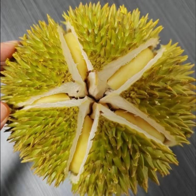 小蝌蚪视频大全榴莲小蝌蚪与热带水果的奇妙之旅——榴莲、芭乐、丝瓜与秋葵的18岁免费观察记-第2张图片