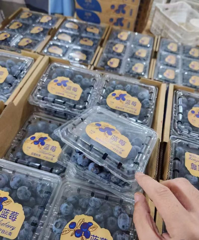 yy440800爱水果网站YY4480，爱水果高清影视的乐园-第1张图片