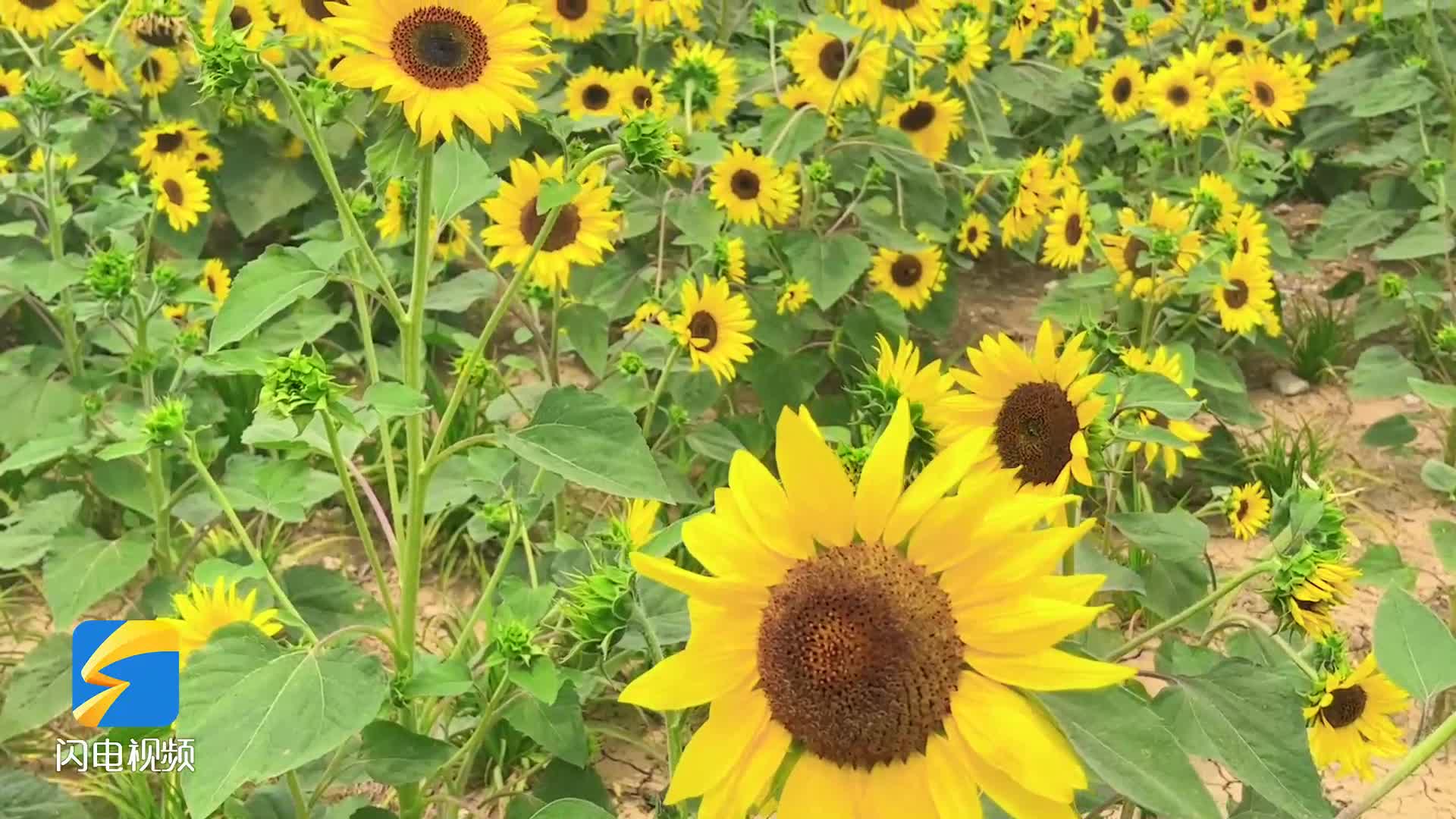 向日葵视频APP在线 IOS下载网址进入探索向日葵视频APP，IOS用户在线下载与使用指南-第3张图片