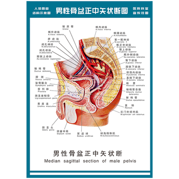 男性人体网探索男性人体网络，构造、功能与健康的重要性
