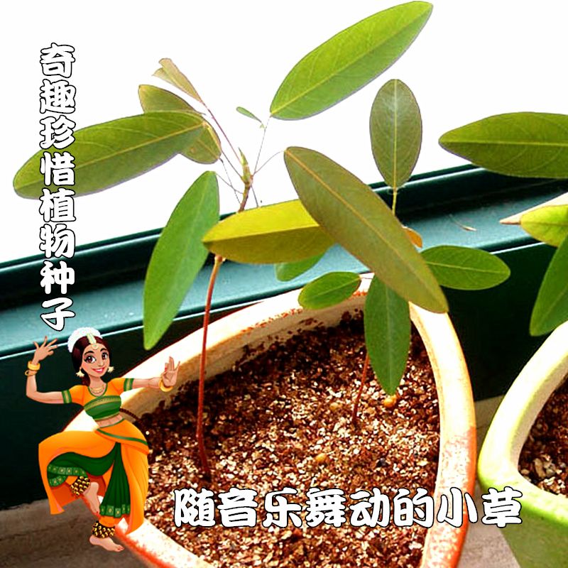 含羞草完整视频在线播放含羞草，自然界的奇妙舞者——完整视频在线播放体验