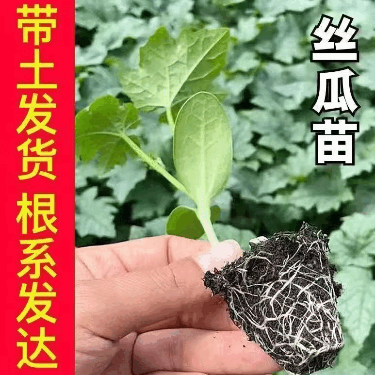 污草莓樱桃丝瓜绿巨人秋葵笔趣阁等十种入口免费探索污草莓樱桃丝瓜绿巨人秋葵的奇妙世界-第2张图片