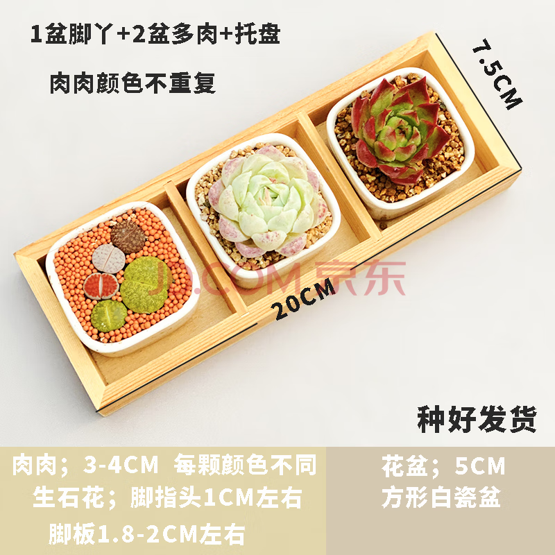 办公室车多肉多的1V2-第1张图片