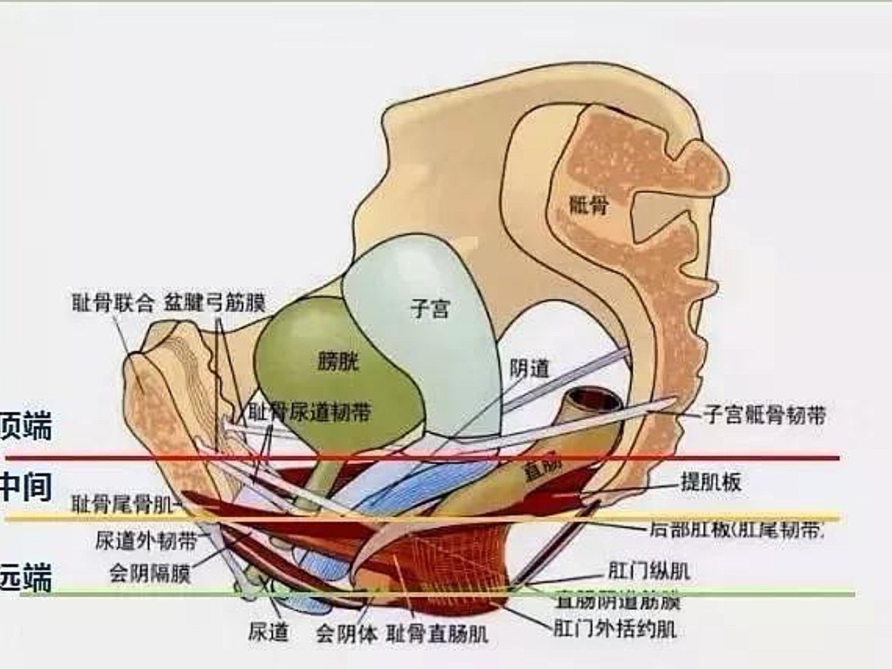 美女把尿囗扒开让男人添导演次钉关于私密行为——美女与男性之间的界限探讨-第2张图片