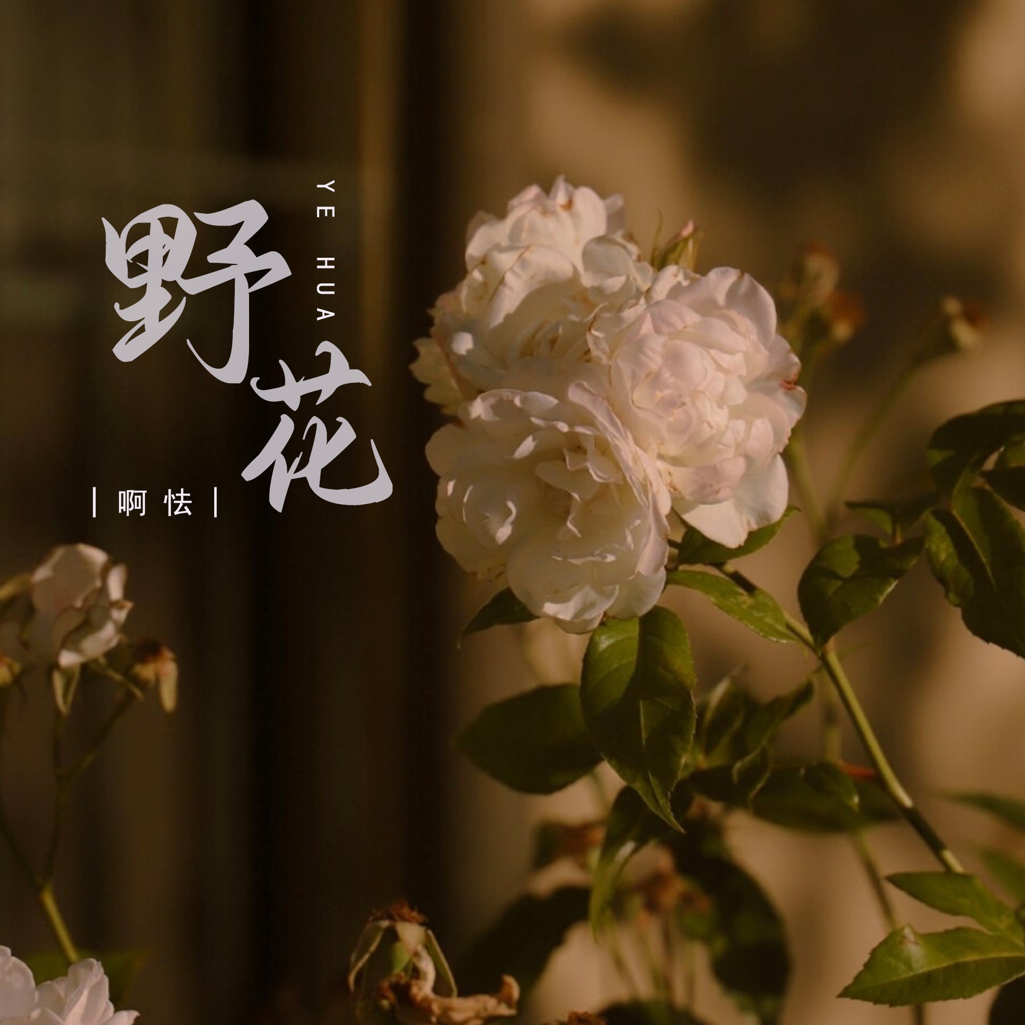 野花视频在线观看免费播放高清野花视频在线观看，免费播放高清的探索之旅-第2张图片