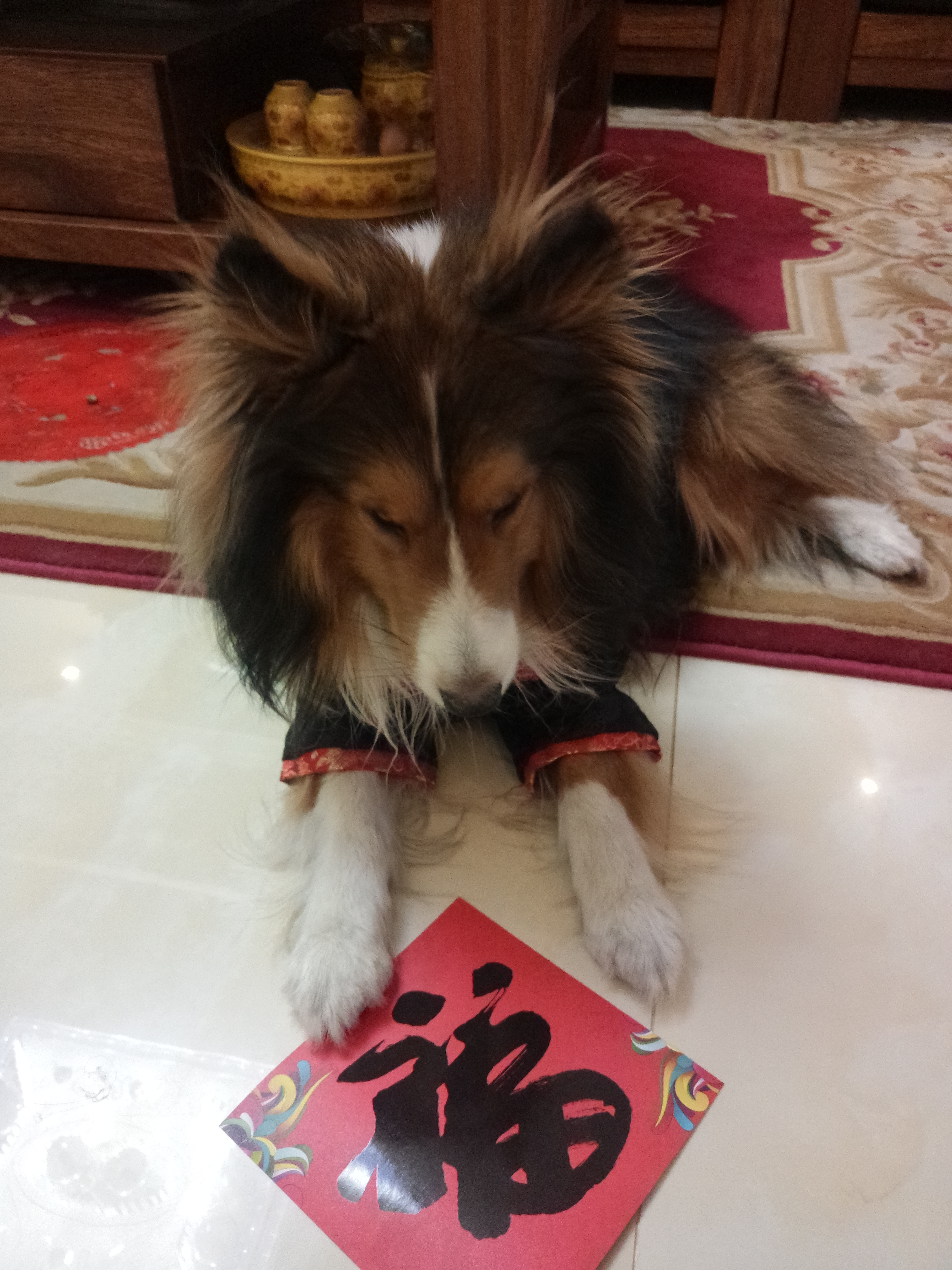小奶狗app福引导小奶狗app福引导——探索现代社交的新领域