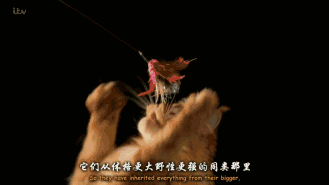 4455永久在线毛片观看4455永久在线毛片观看的利与弊