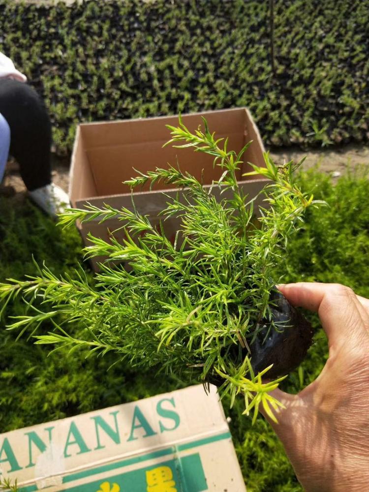 草樱免费视频草樱免费视频，探索网络视频的无限魅力
