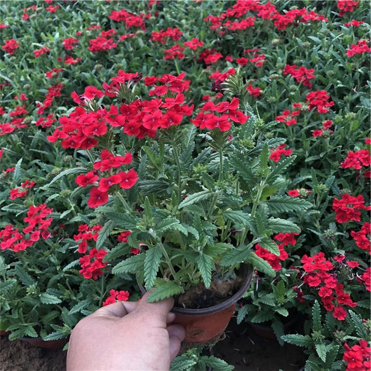 草樱免费视频草樱免费视频，探索网络视频的无限魅力-第2张图片