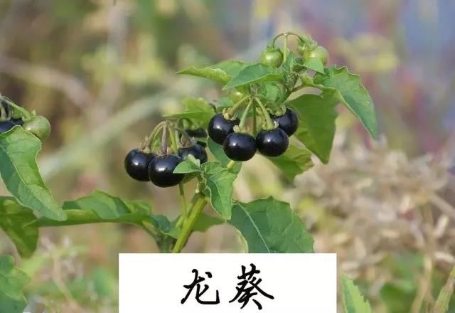 忘忧草研究所麻豆直接进入忘忧草研究所的神秘之旅，麻豆的探索与发现-第2张图片
