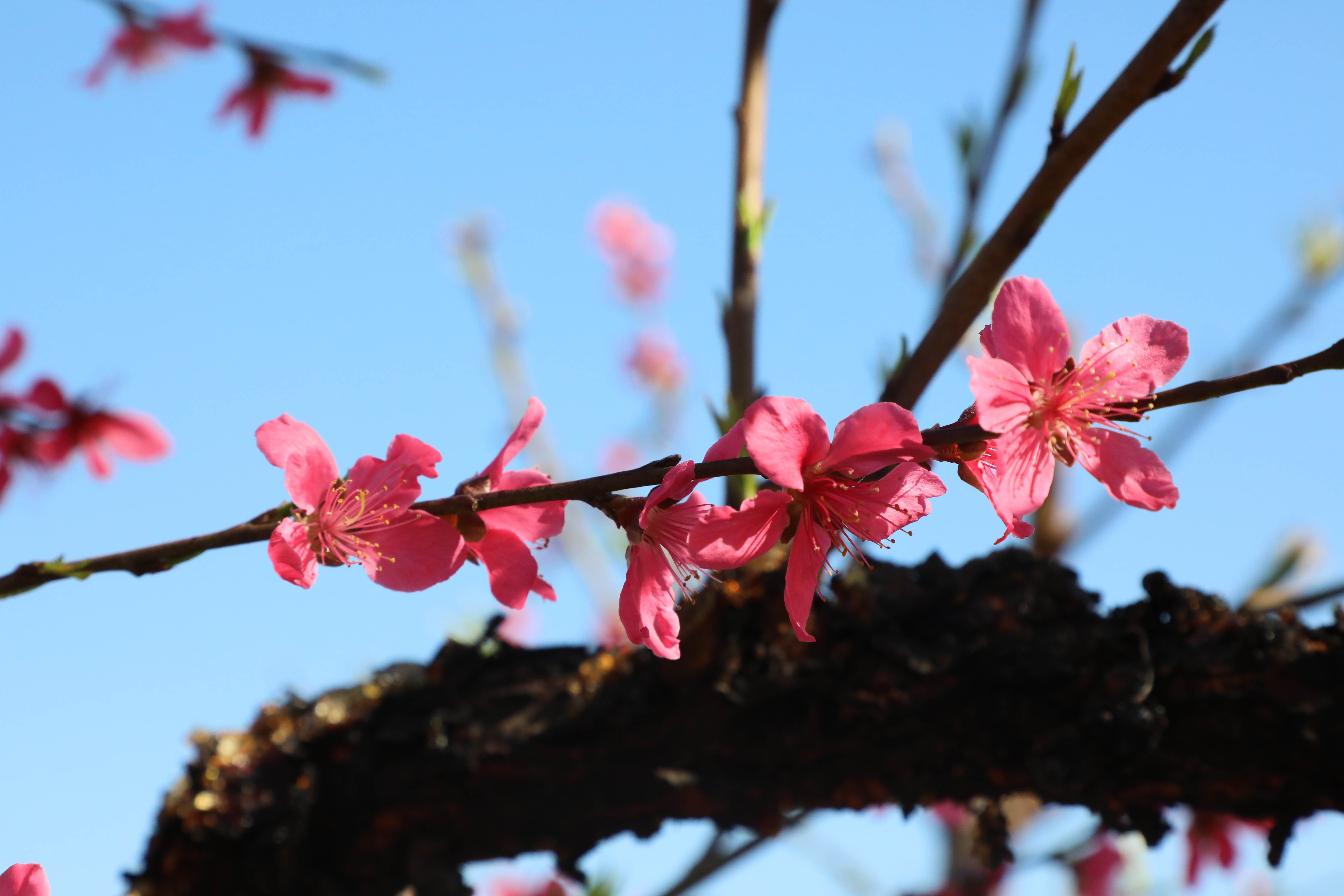 桃花.tv直播 科普一下桃花.tv直播——开启全新在线直播体验-第2张图片