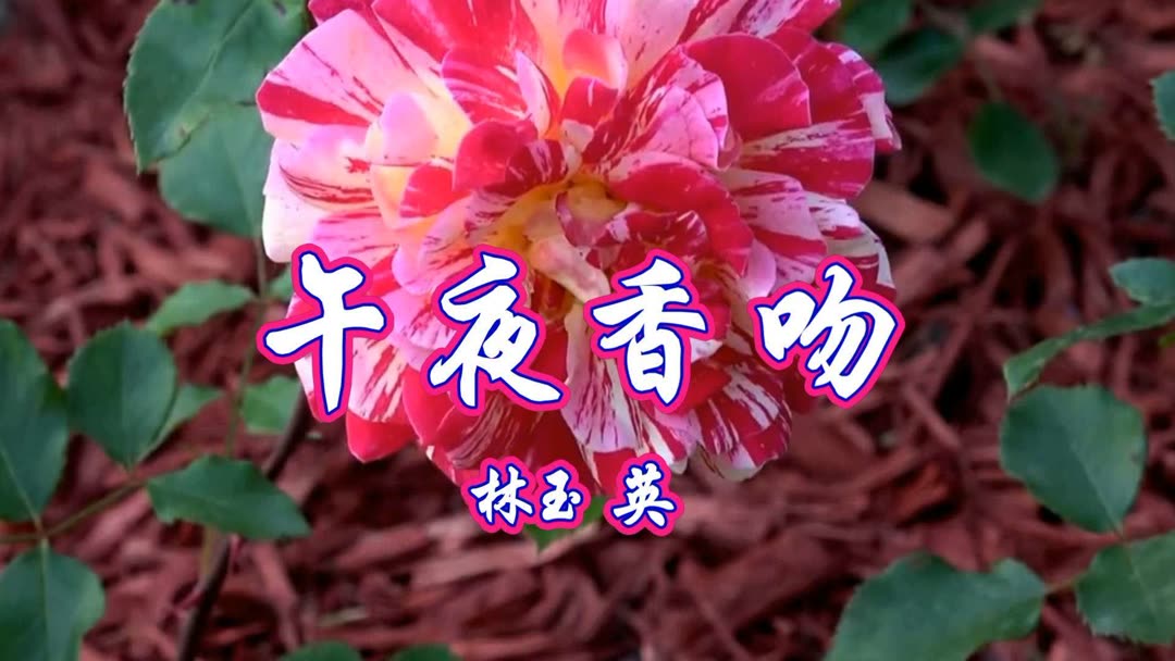午夜香吻视频在线看免费播放午夜香吻视频免费在线观看指南-第1张图片