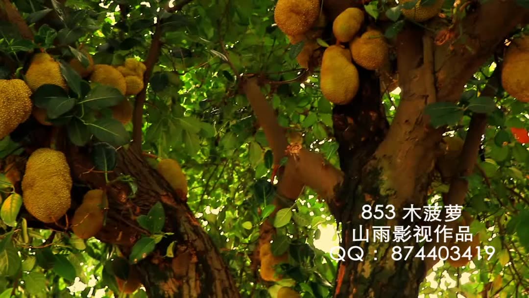 菠萝菠萝蜜视频在线观看正版指南