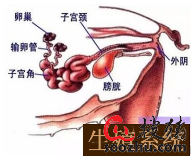 女人和猪产下小猪关于女人与公猪交内射的误解与真相-第2张图片