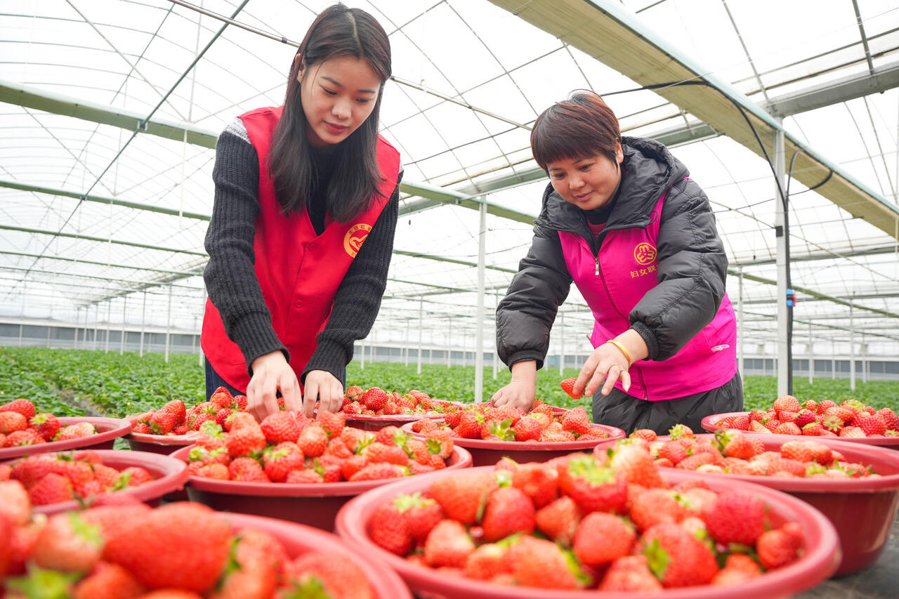 大草莓直播appios版下载大草莓直播app，引领直播新潮流的魅力平台