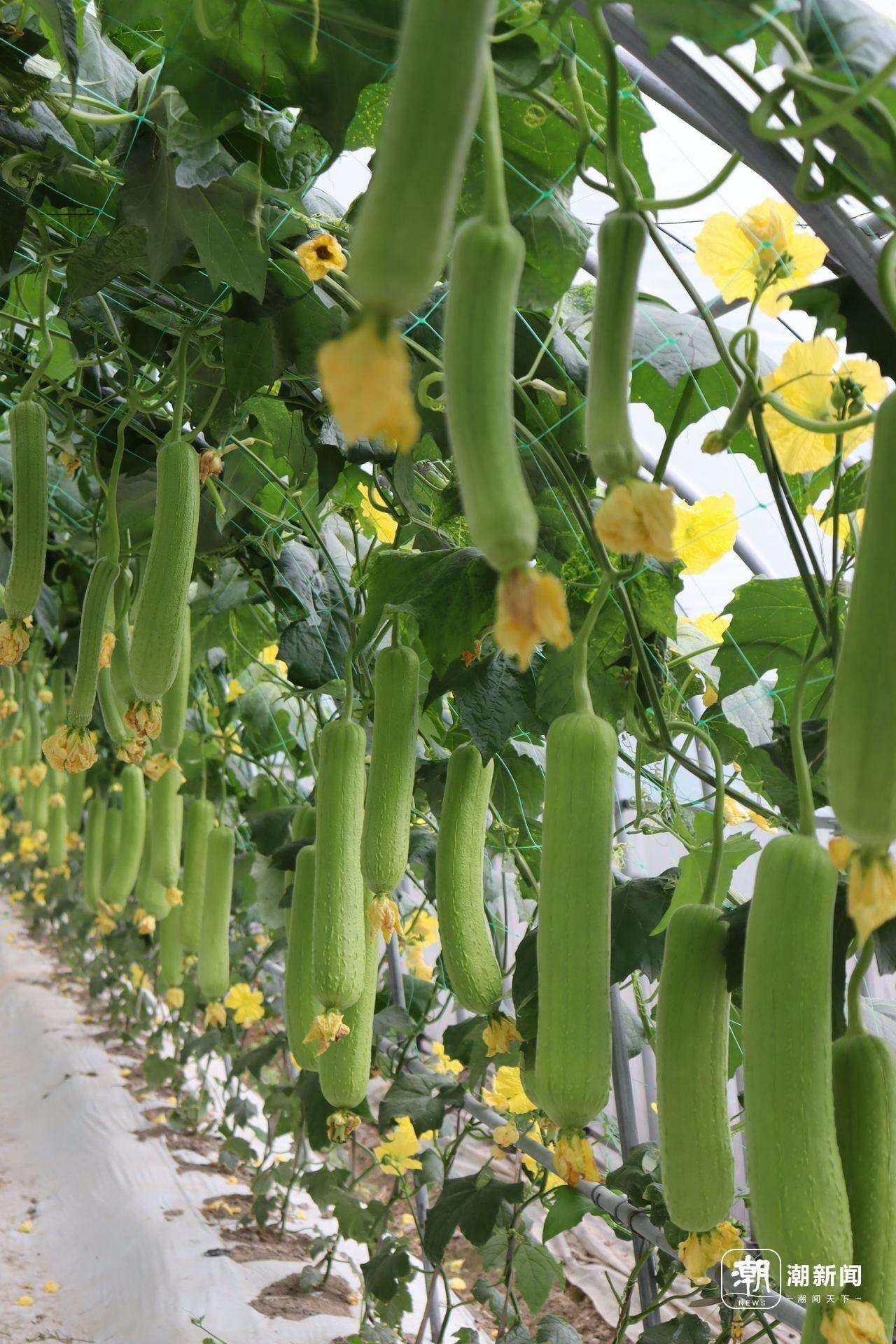 多彩水果盛宴——草莓、丝瓜、芭乐、樱桃与榴莲的奇妙世界-第2张图片