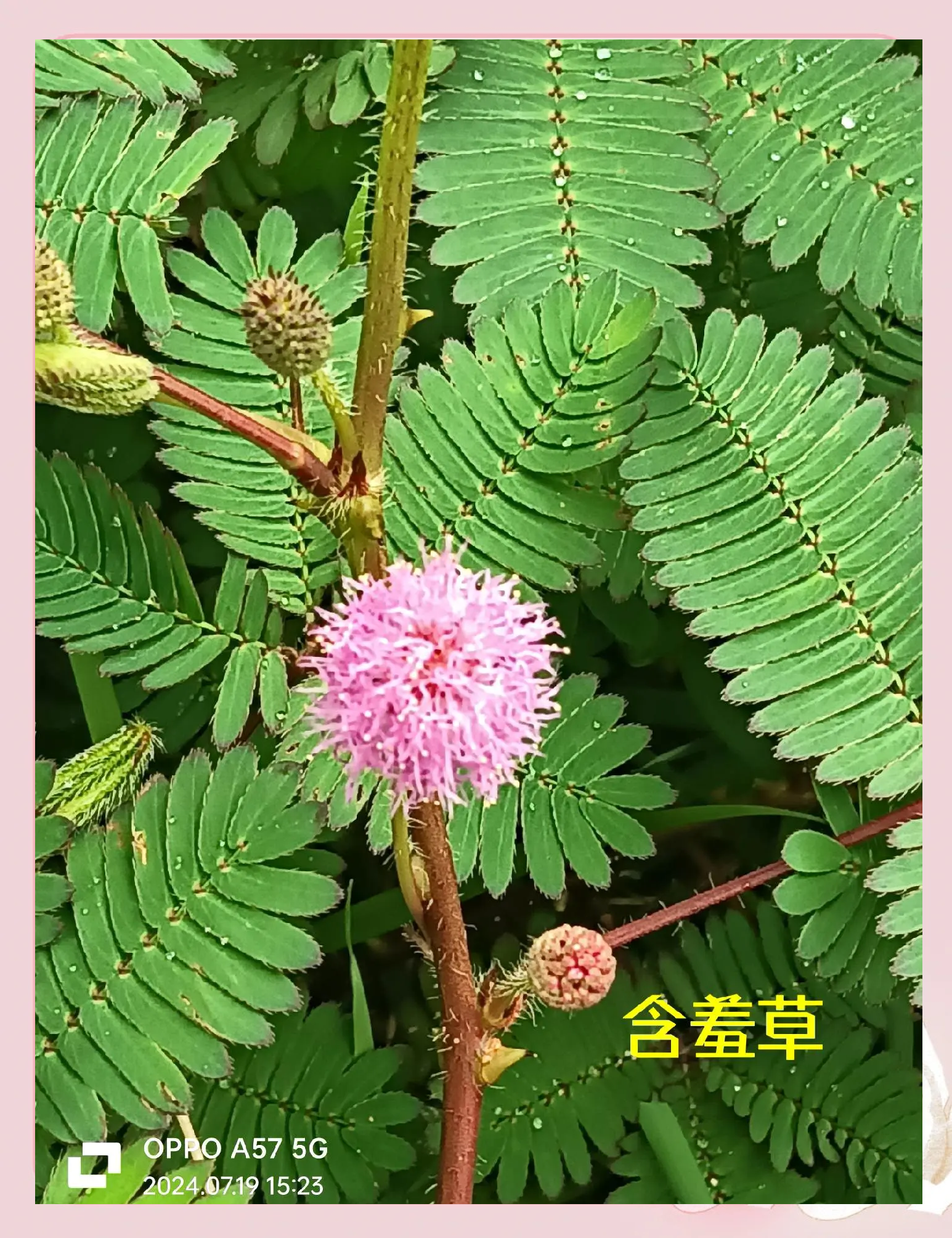 丝瓜、向日葵与含羞草的奇妙共生