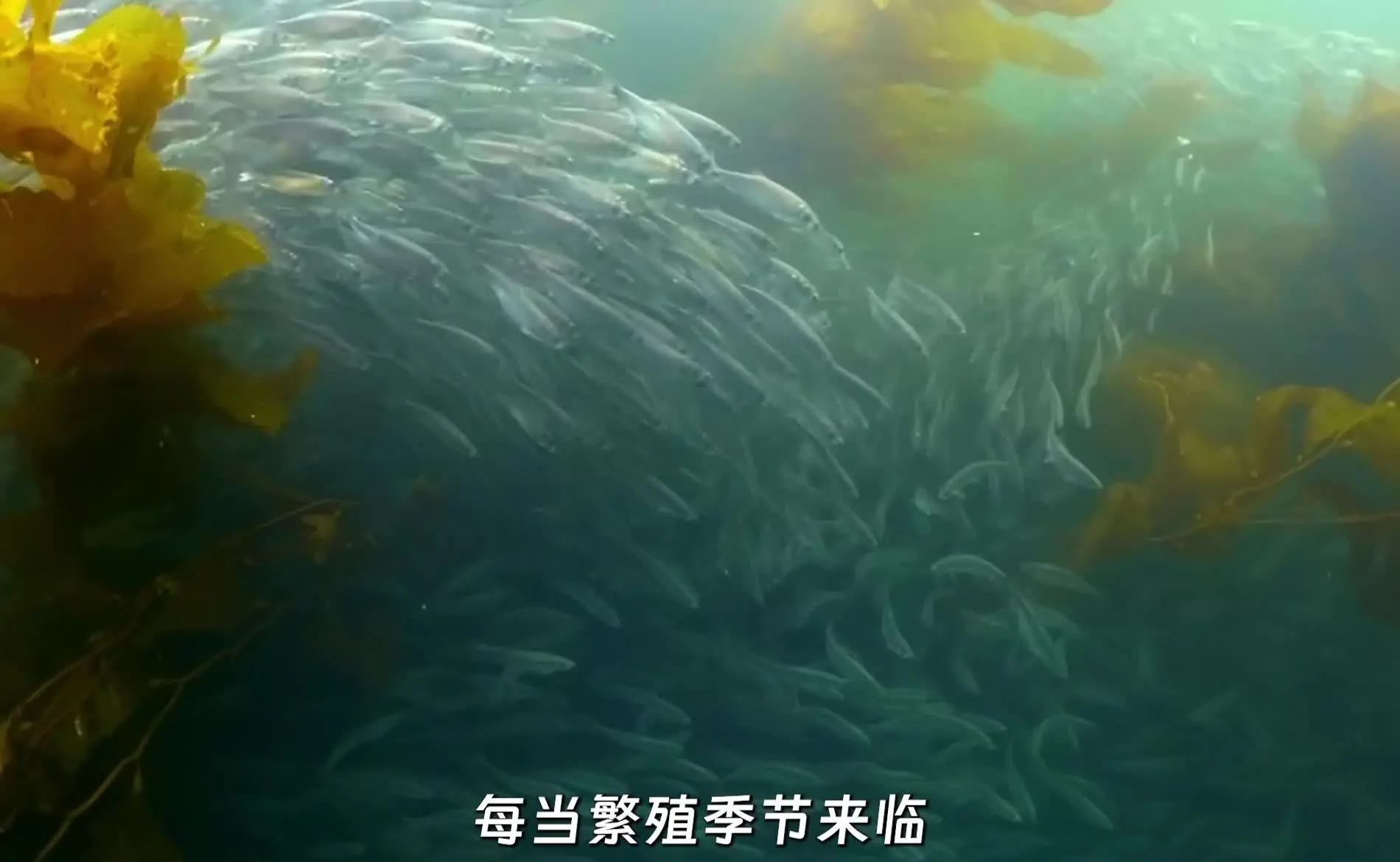 飞鱼项目飞鱼项目，海洋科技与人类梦想的交汇-第2张图片