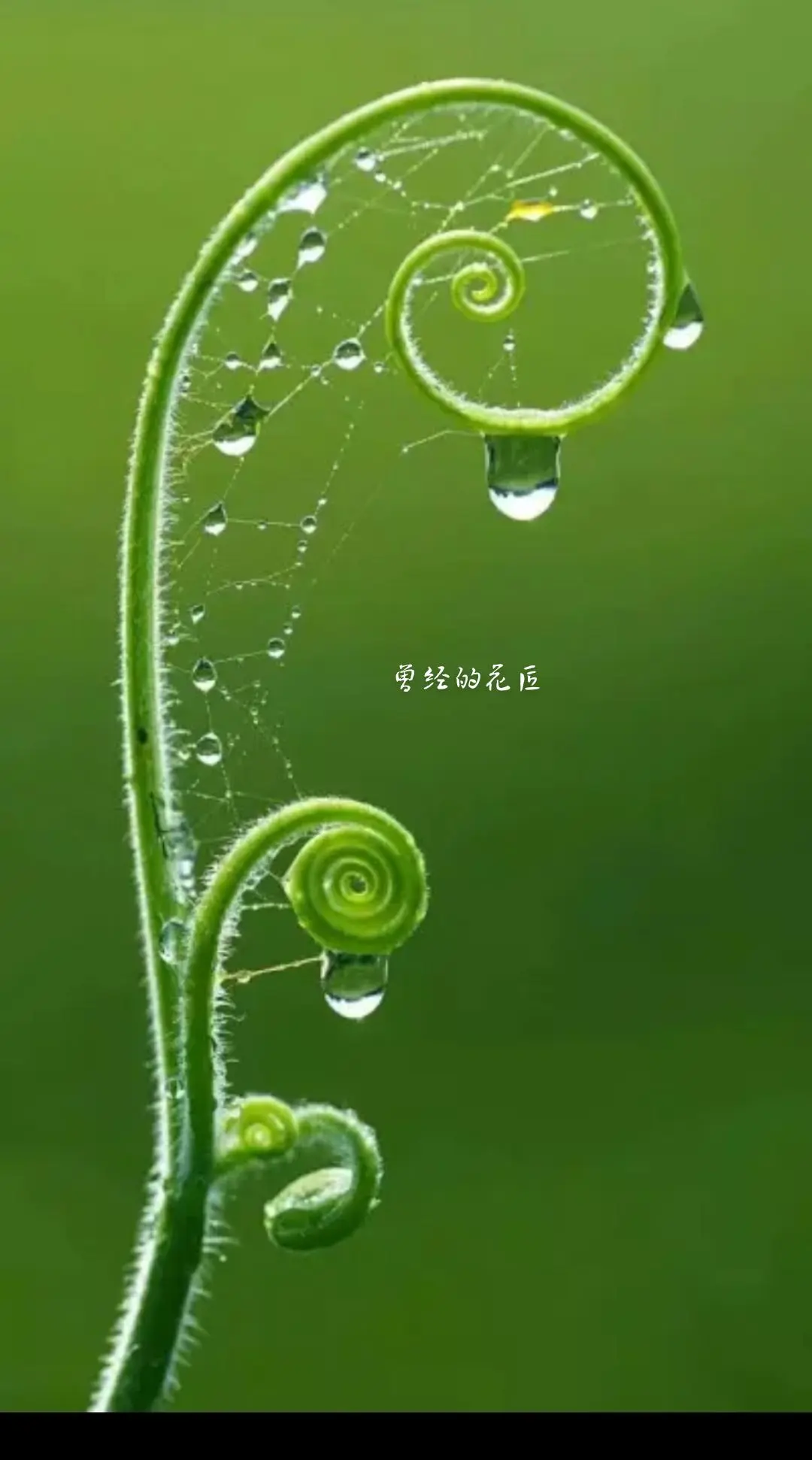 雨后的小故事——闪图中的温暖瞬间-第3张图片