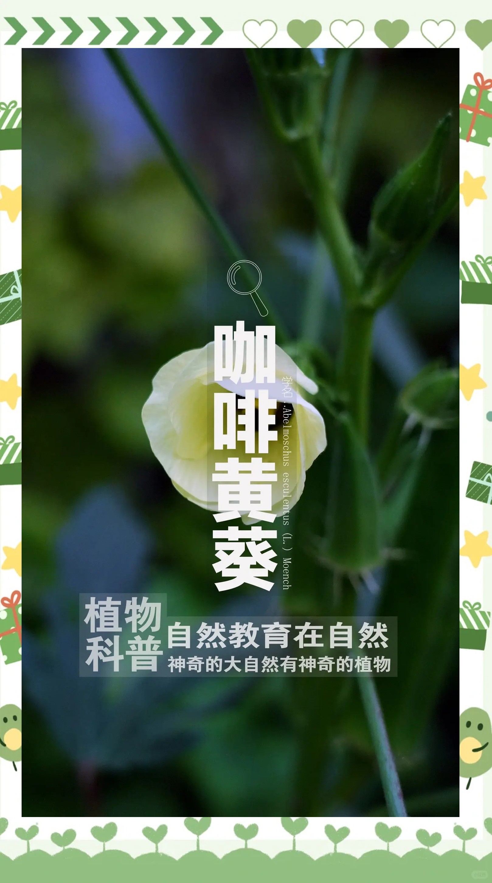 秋葵绿秋葵绿，自然的馈赠与生活的艺术-第2张图片