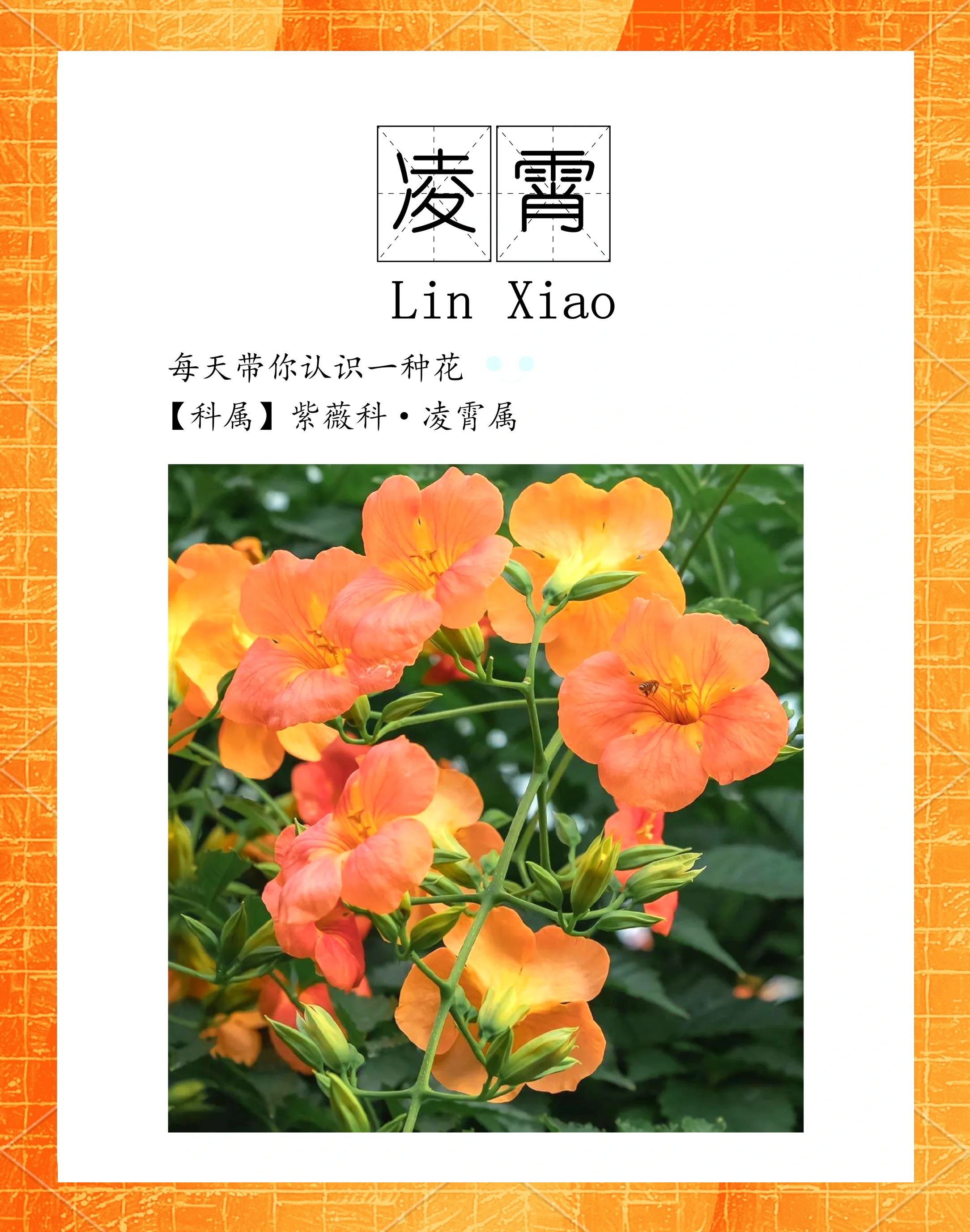 岳梅岳梅，坚韧与美丽的象征
