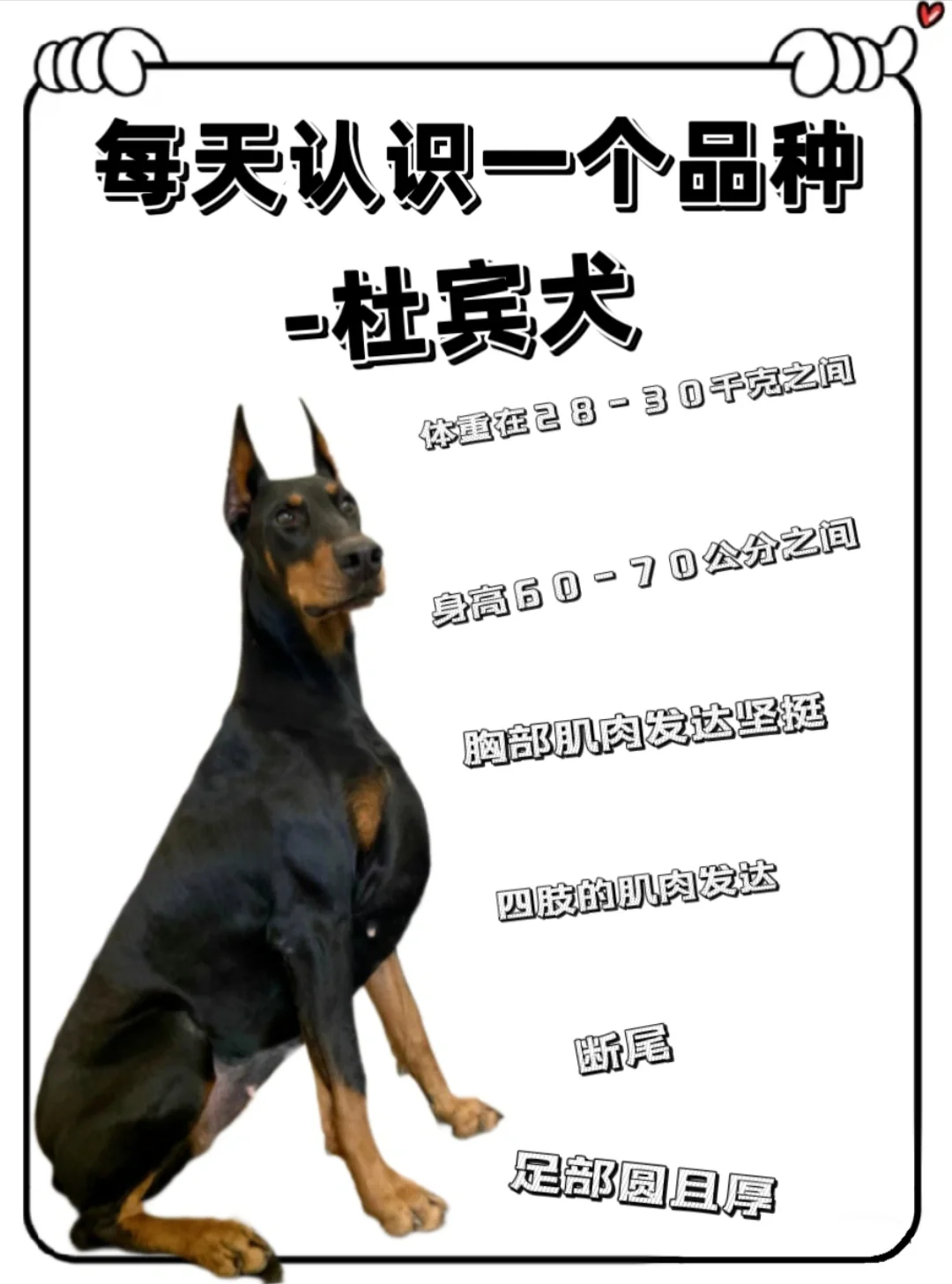 狗狗的又大又硬狗狗的又大又硬，探索宠物犬的独特魅力