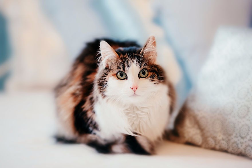 猫狗影院的魅力世界-第3张图片