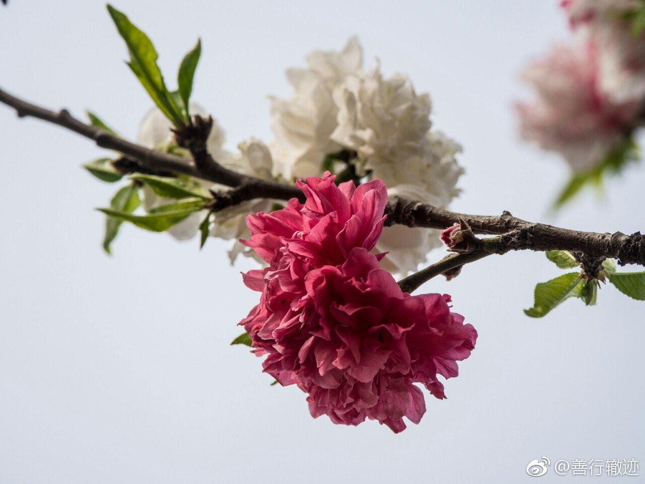 樱花imomone樱花官网IMOMOE入口的探索之旅