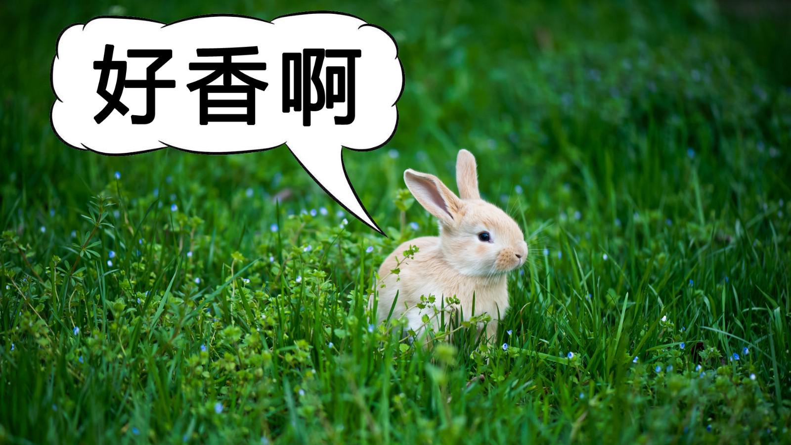 青草青草久热精品视频在线百度云青草之韵，久热精品视频的百度云分享