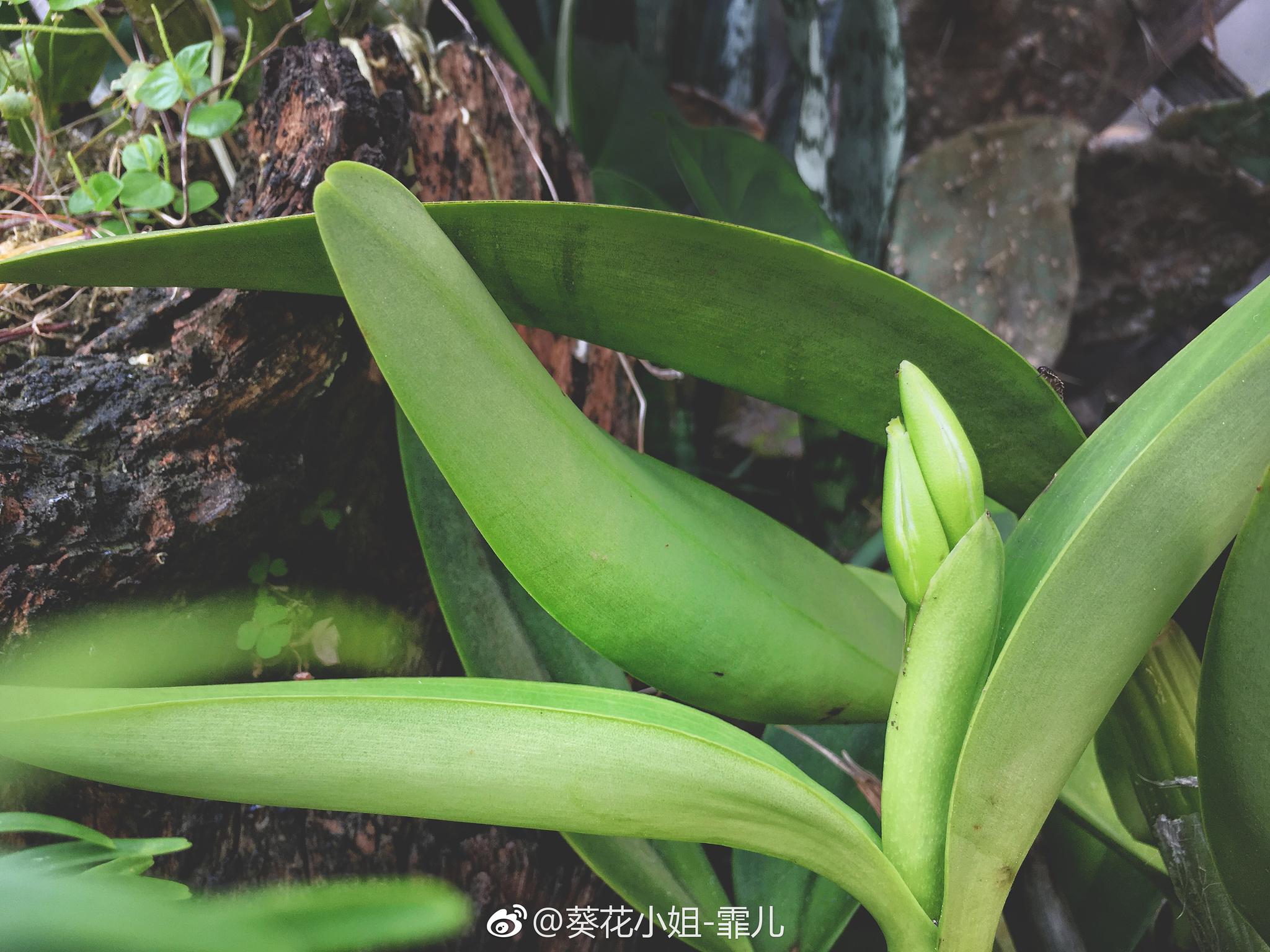 探索未知的领域——挺进毛还没长稚嫩的小花苞网种-第2张图片