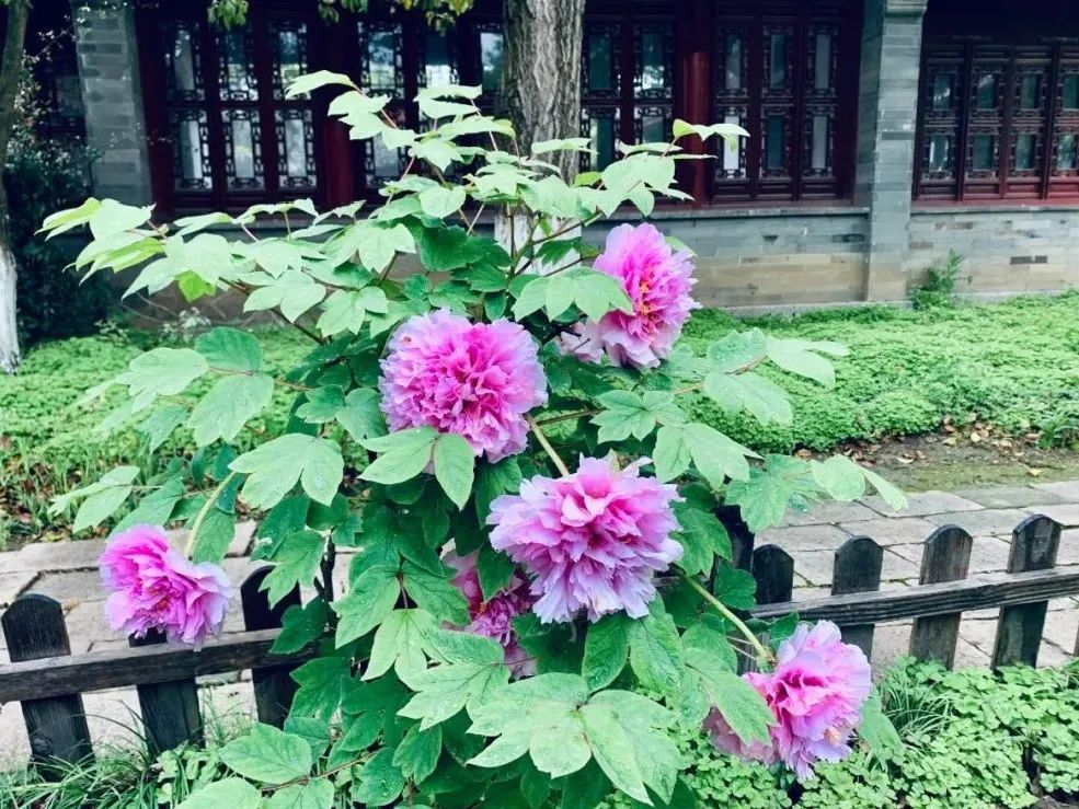 国色天香免费视频观看的探索与体验