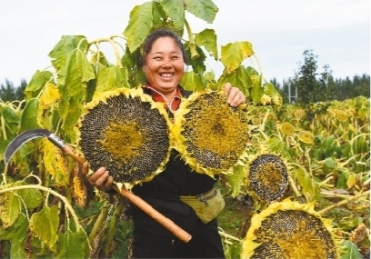 向日葵APP下载，安卓用户必备，免费站长统计助你一臂之力