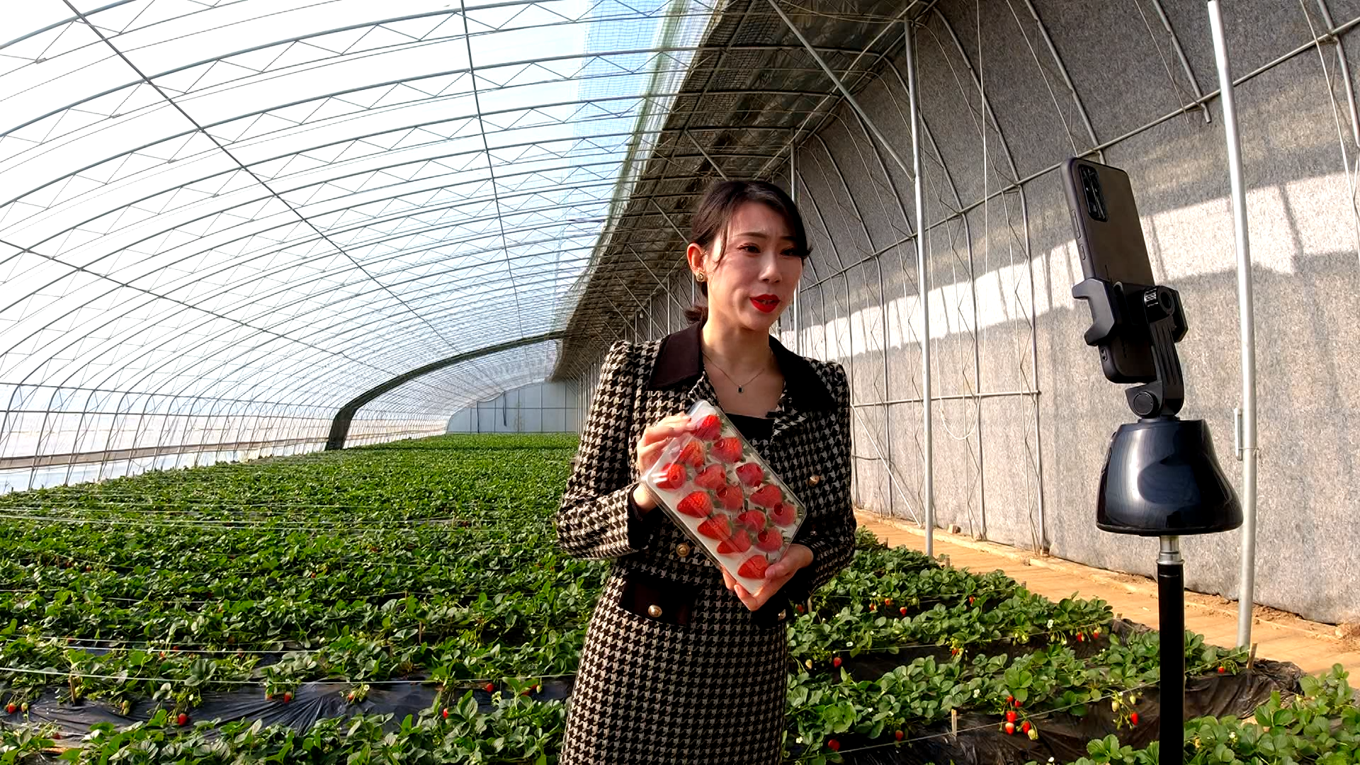 草莓APP直播免费视频，探索全新娱乐体验