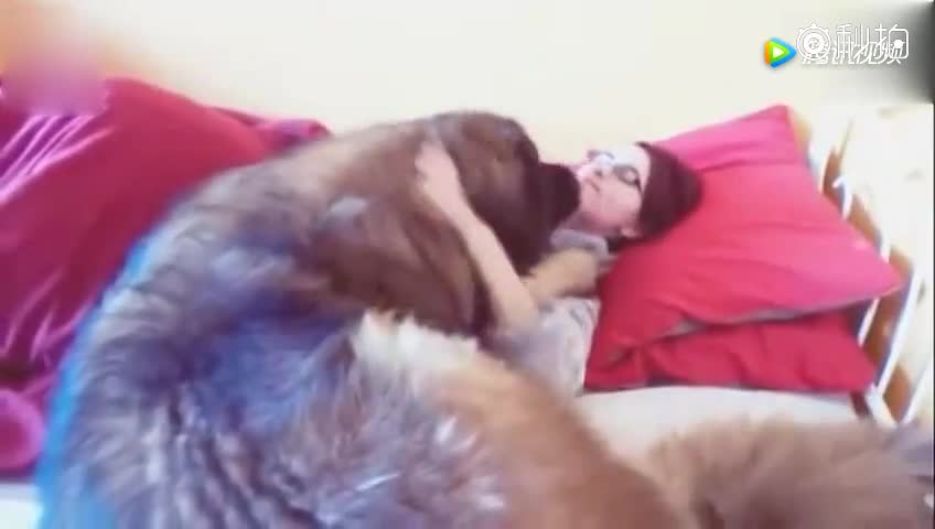 欧美女人与动物交配软件视频欧美文化中的特殊现象，欧美女性与动物交