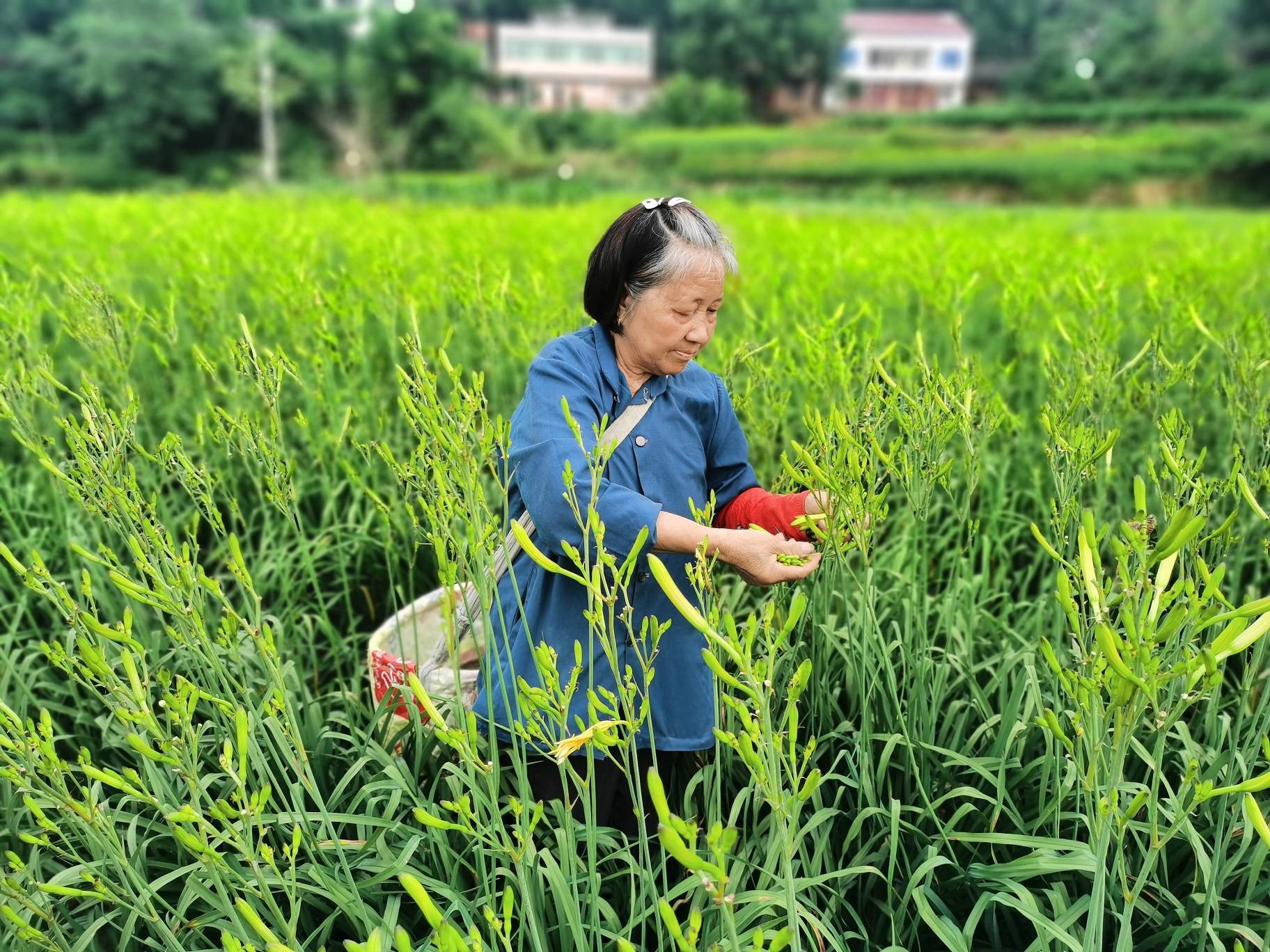 忘忧草资源在线免费观看的探索之旅