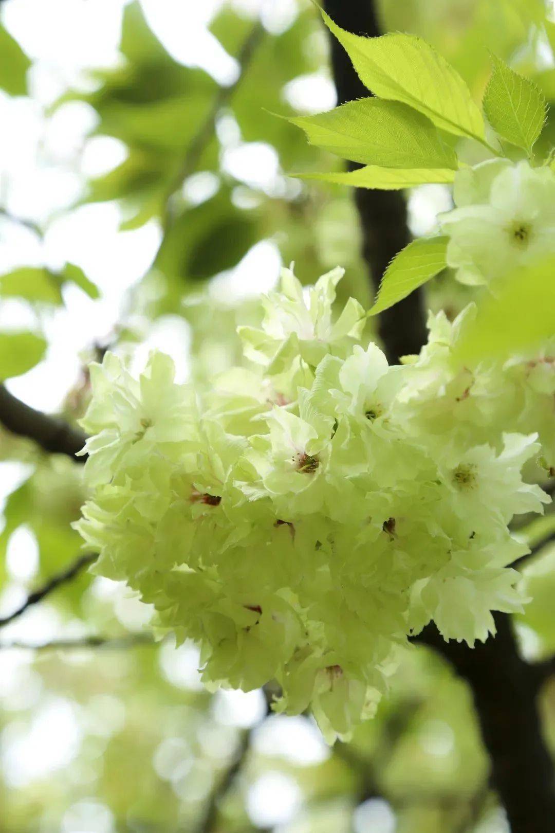 榴莲草莓香蕉秋葵绿樱花五色果蔬的奇妙之旅——榴莲、草莓、香蕉、秋葵与绿樱花的邂逅-第2张图片