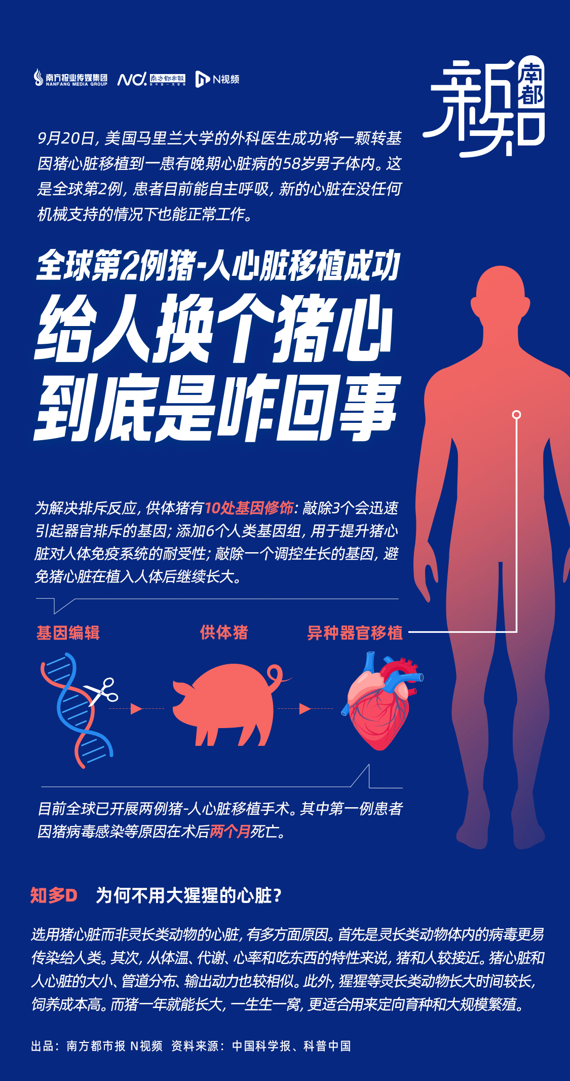 人猪杂交，科学探索的边界与伦理挑战
