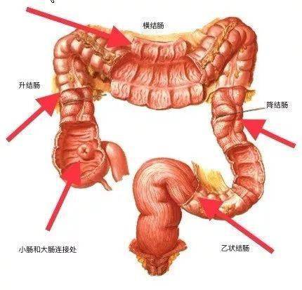 探索直肠的十种独特玩法-第3张图片