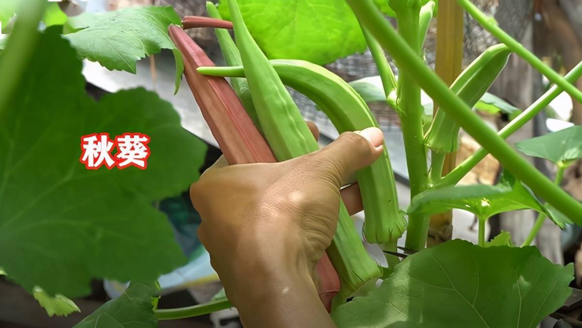 秋葵汅api免费绿巨人秋葵香蕉绿巨人丝瓜软件大全，探索健康生活与娱乐的双重选择