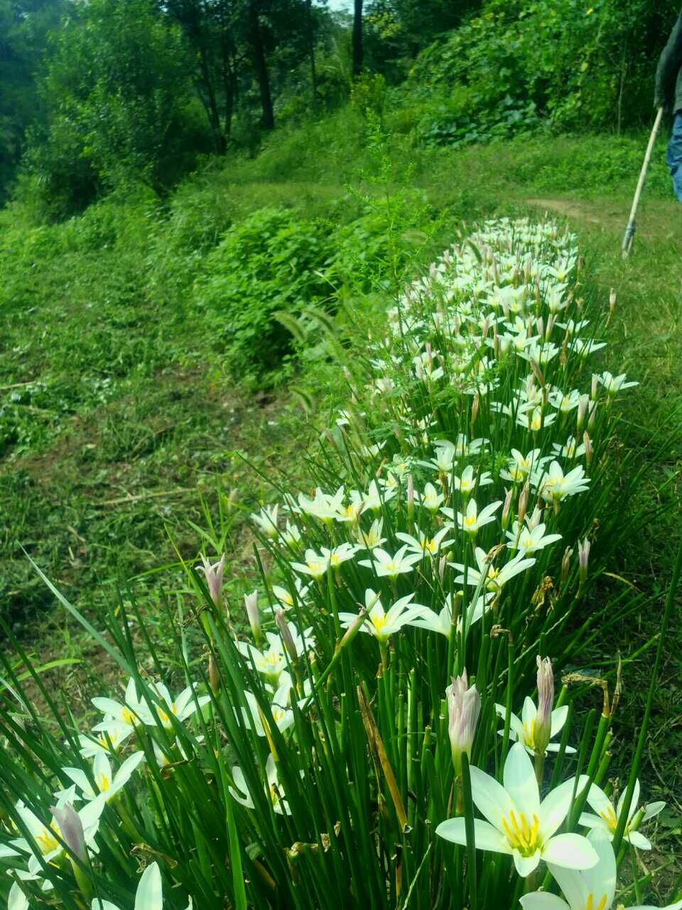 野花社区在线观看免费观看最新3野花社区在线观看免费观看最新3的探索之旅-第2张图片