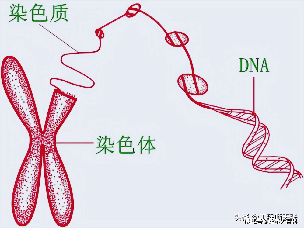 母亲dna和儿子dna一样不母亲DNA与儿子DNA的相似性解析-第3张图片