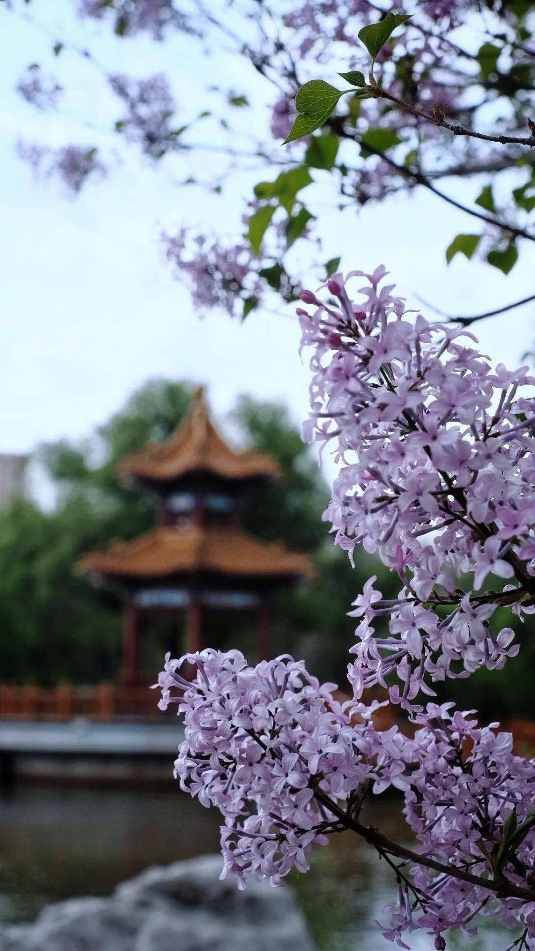 五月色丁香综缴合五月丁香之绚烂绽放，综缴合的美丽篇章-第2张图片