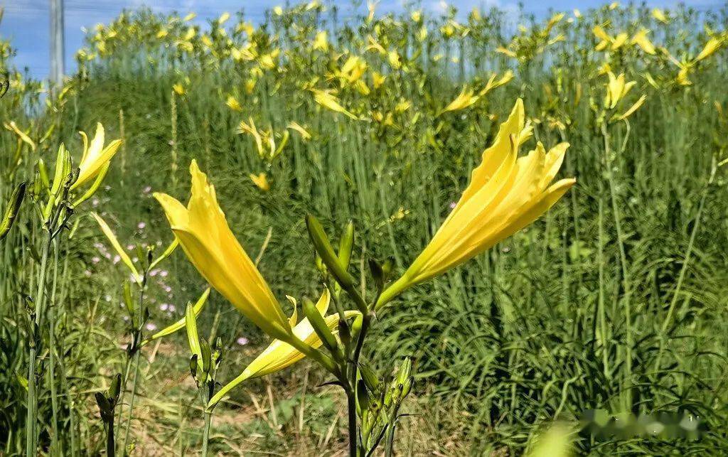 忘忧草日b忘忧草与日本文化，在线探索日本之美-第1张图片