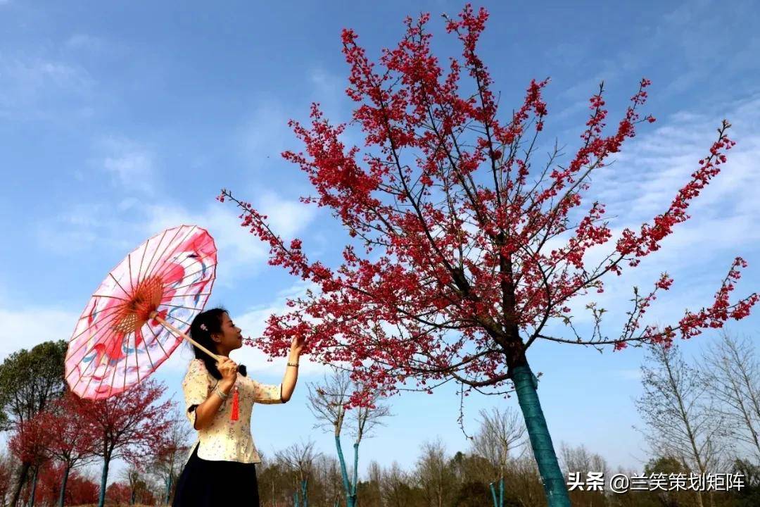 樱花直播2021最新版下载苹果樱花直播2021最新版下载，探索全新互动体验-第1张图片
