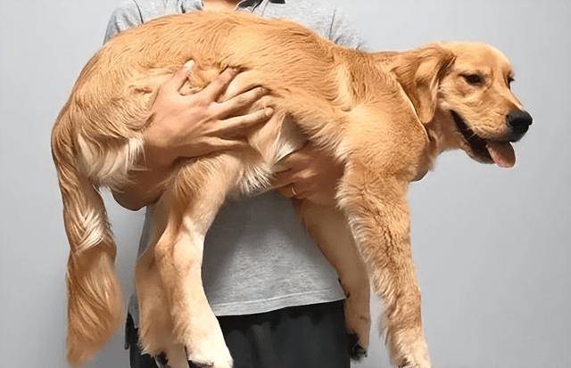 狗配人怎样配马配人呢图片大全视频狗与人的和谐共舞，马与人的默契配合-第2张图片
